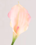 CALLA LILY IN PINK (SMALL)