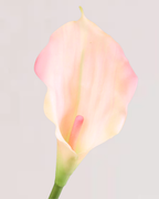 CALLA LILY IN PINK (SMALL)