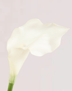 CALLA LILY IN WHITE (SMALL)
