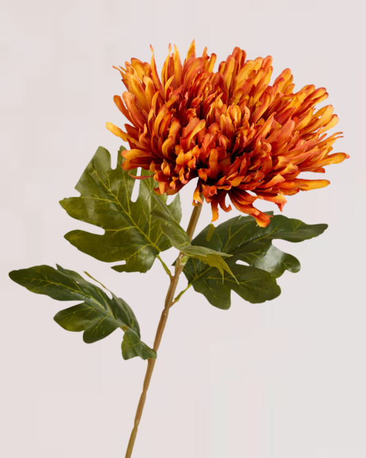 CHRYSANTHEMUM IN DARK ORANGE