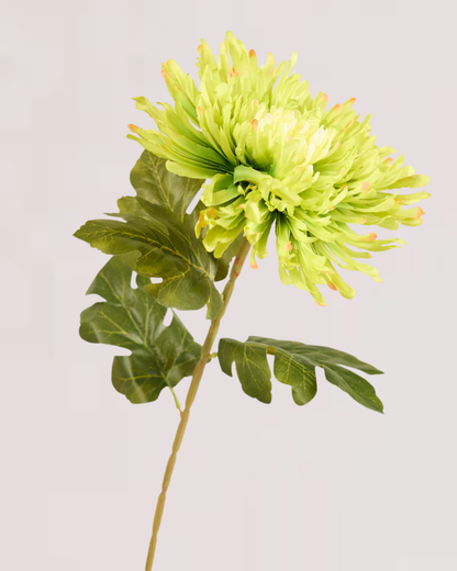 CHRYSANTHEMUM IN GREEN