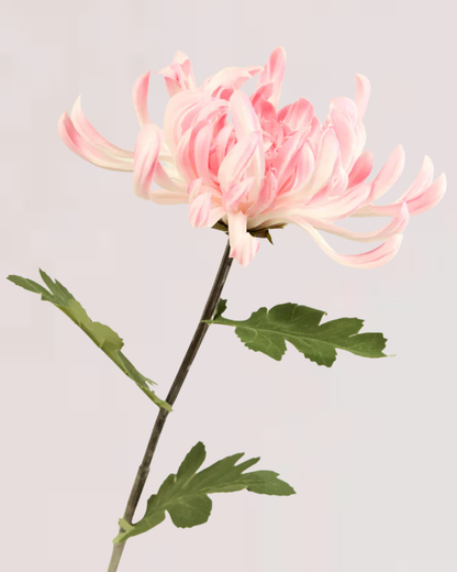 XL CHRYSANTHEMUM IN PINK