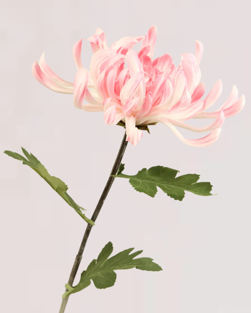 XL CHRYSANTHEMUM IN PINK