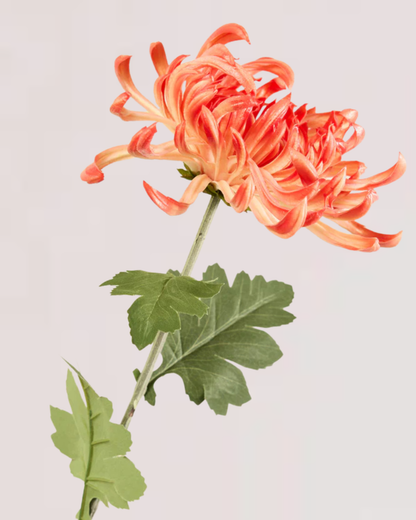 XL CHRYSANTHEMUM IN CORAL