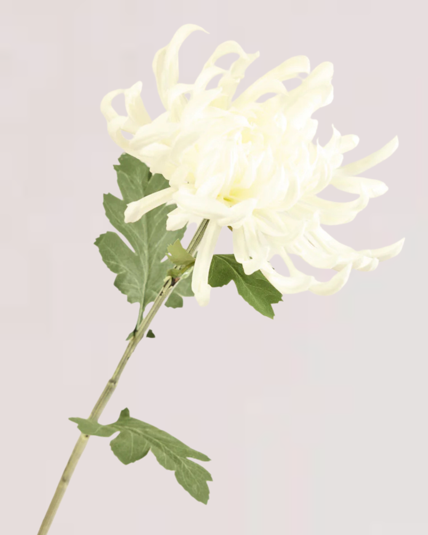 XL CHRYSANTHEMUM IN WHITE