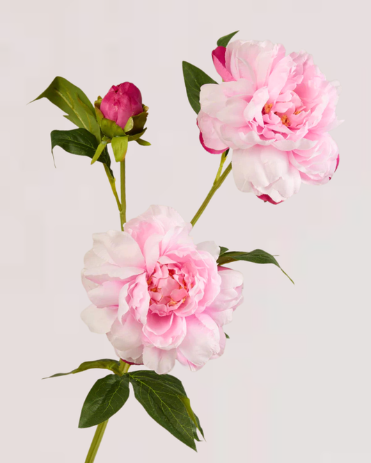 PEONY TRIO IN SOFT PINK