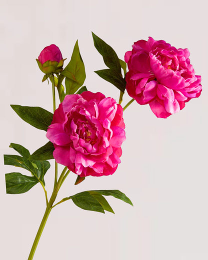 PEONY TRIO IN FUSCHIA