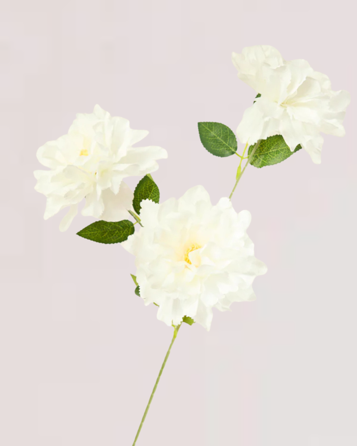 PEONY TRIO IN WHITE