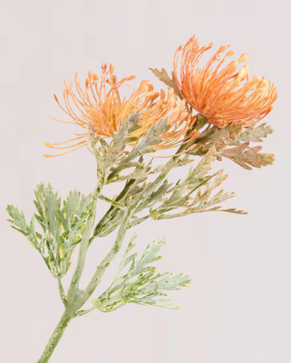 PROTEA SPRAY IN CHAMPAGNE