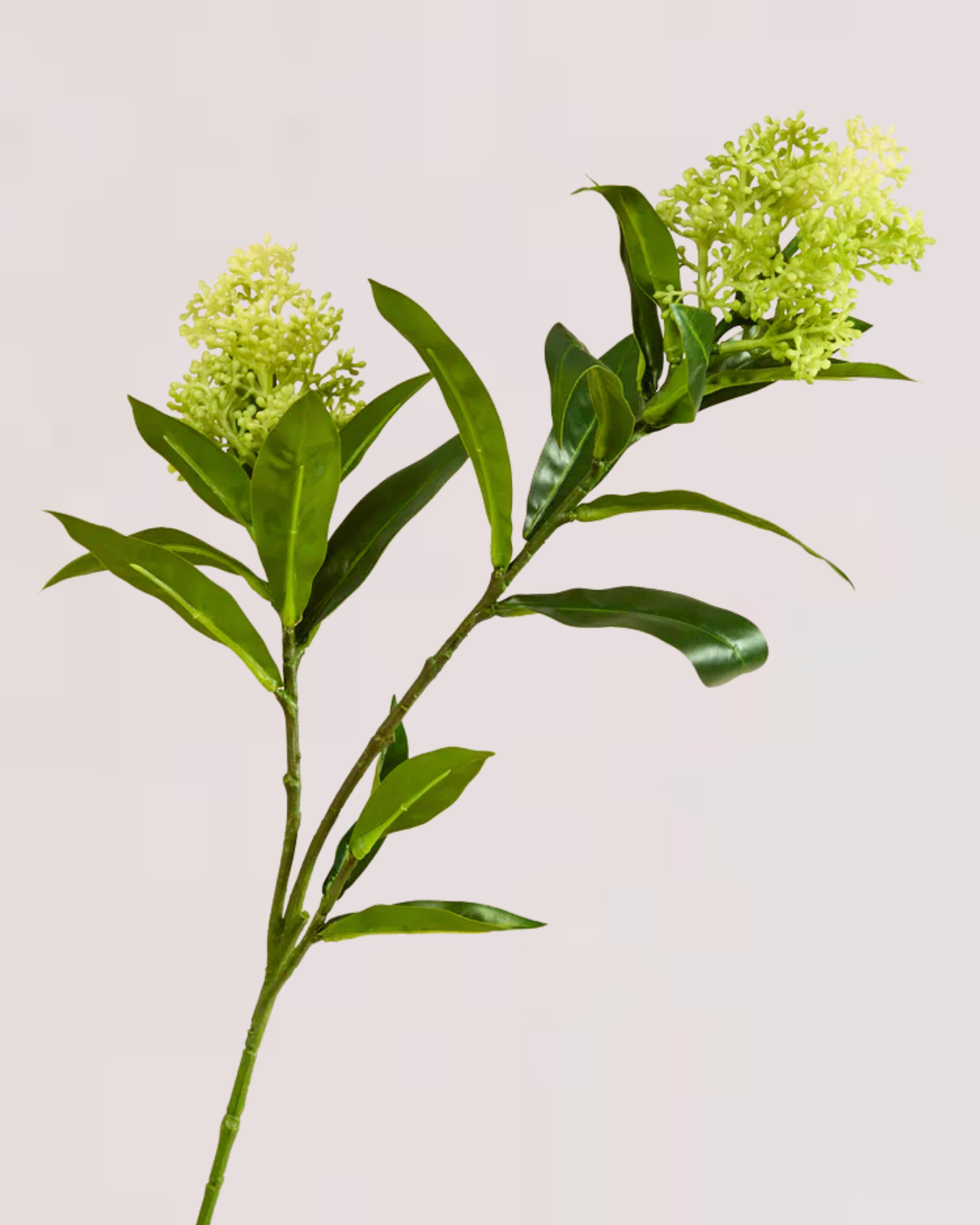 GREEN BERRY CLUSTERS