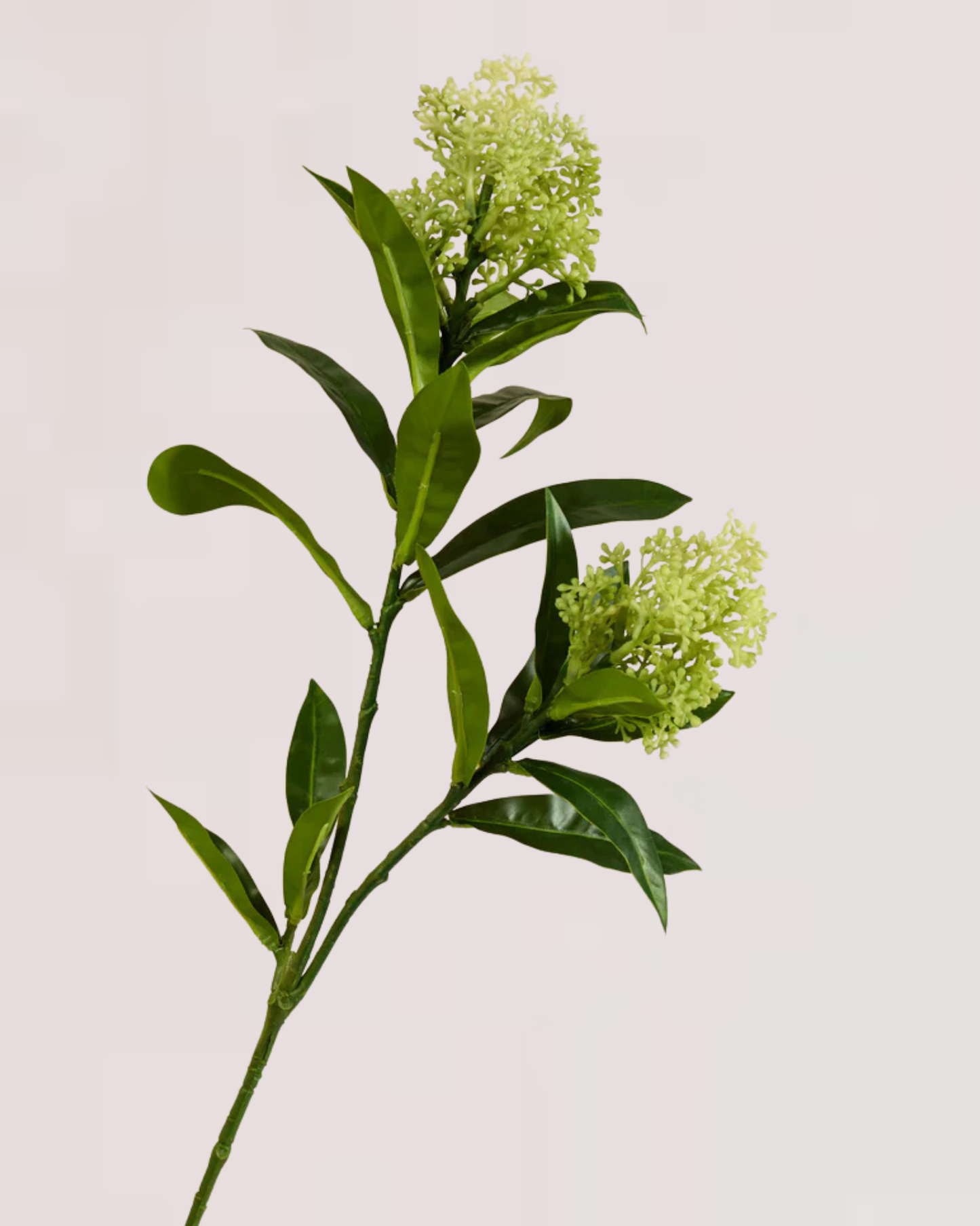 GREEN BERRY CLUSTERS