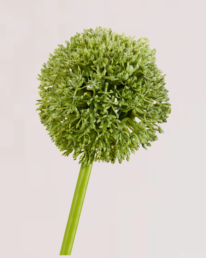 SINGLE GREEN ALLIUM