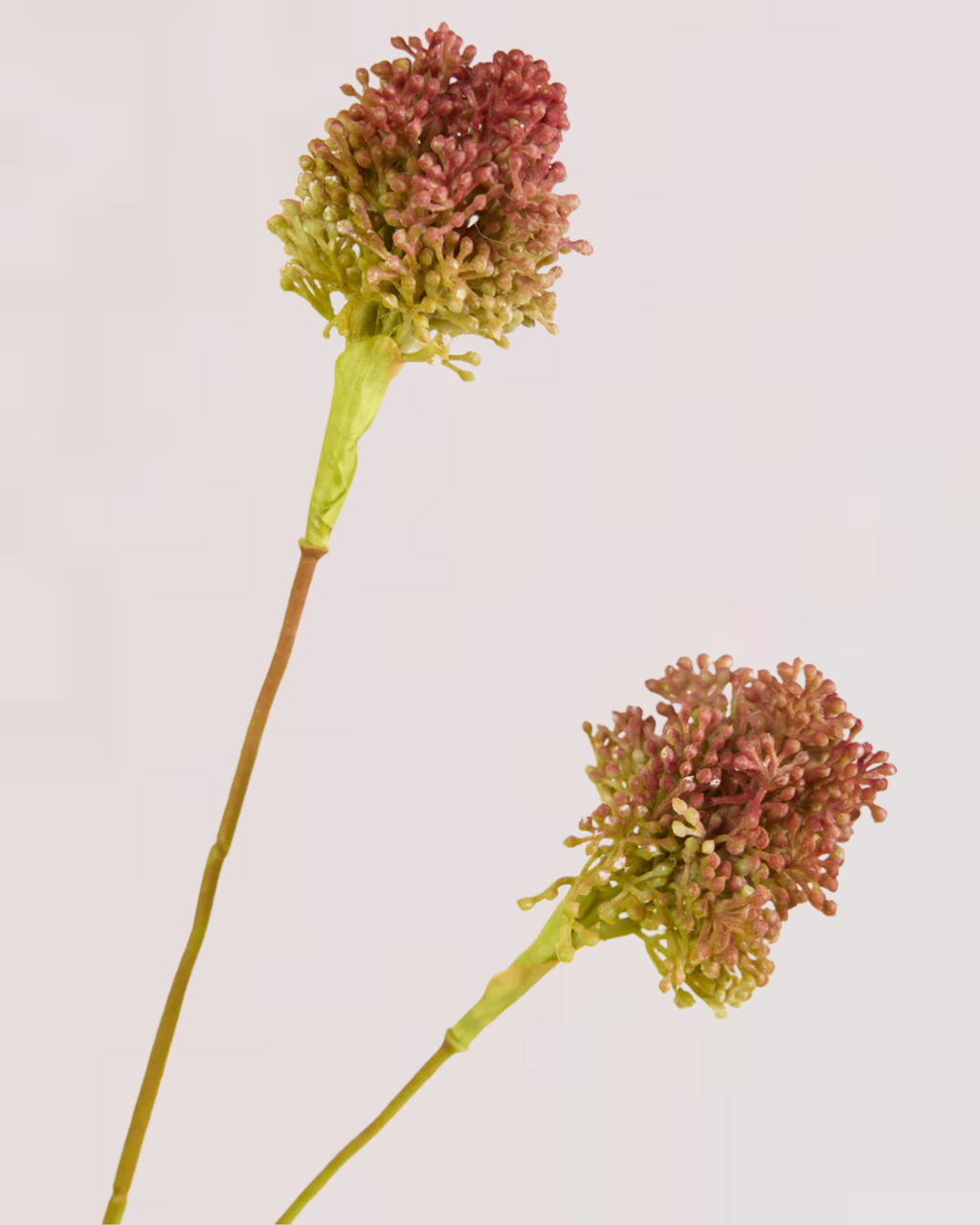 ALLIUM DUO IN PURPLE