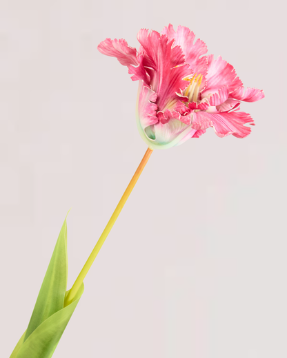 LARGE TULIP IN FUSCHIA