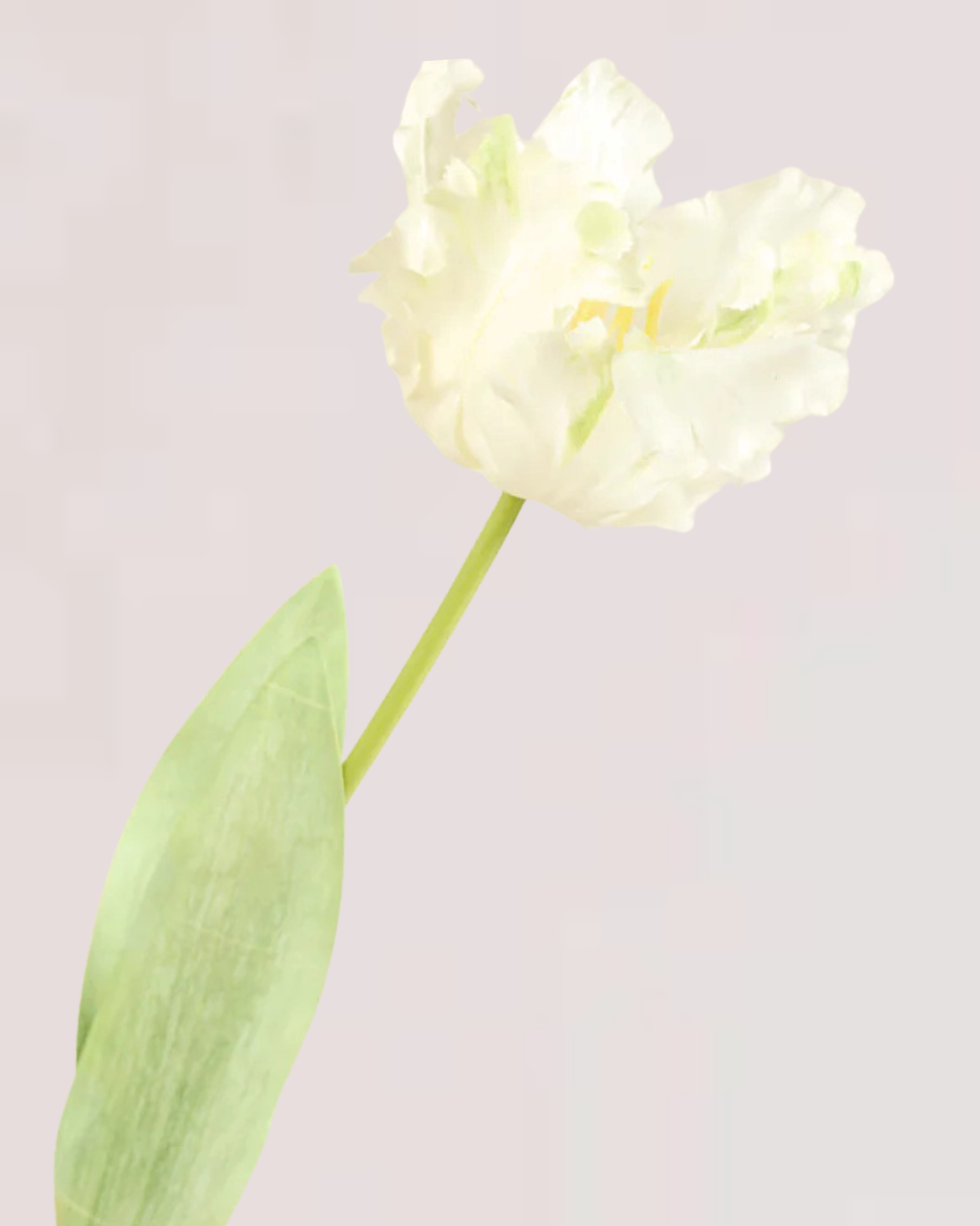 LARGE TULIP IN WHITE