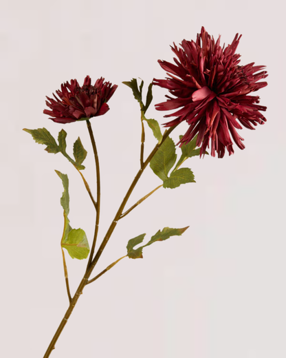 CHRYSANTHEMUM IN BURGUNDY