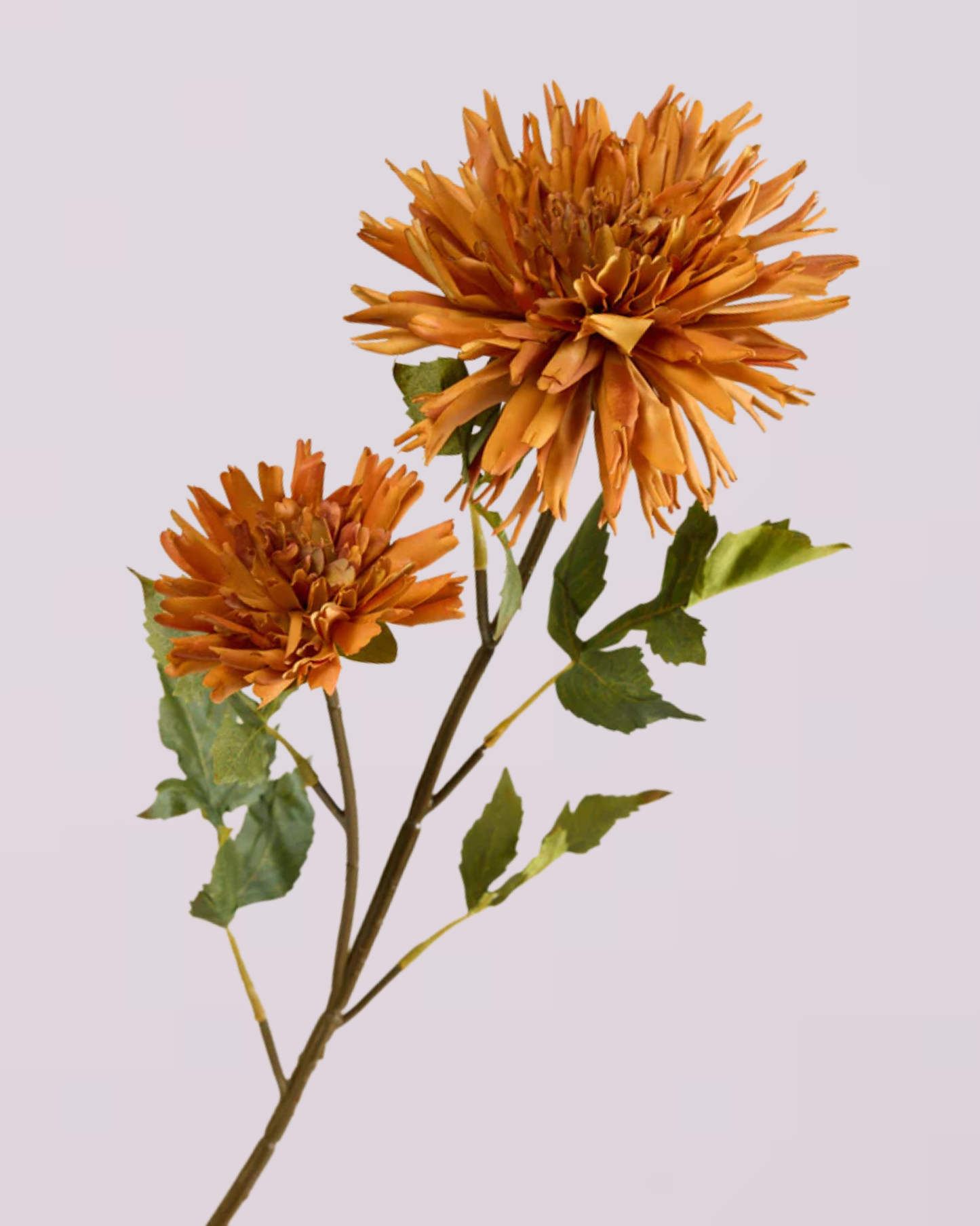 CHRYSANTHEMUM IN BURNT ORANGE