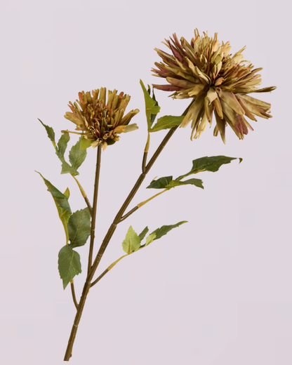 CHRYSANTHEMUM IN KHAKI