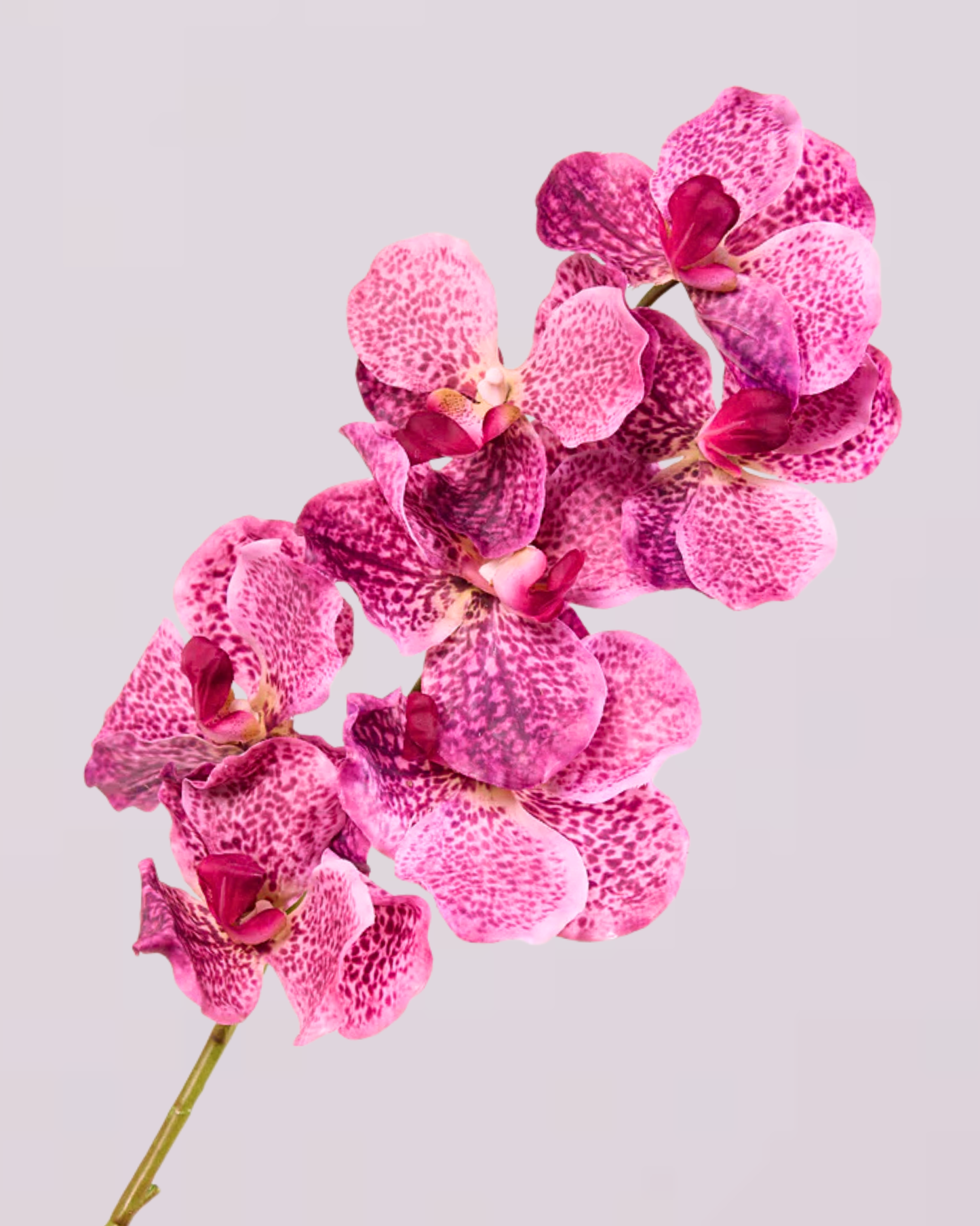 ABSOLUTE LUXURY REAL TOUCH ORCHIDS IN FUSCHIA