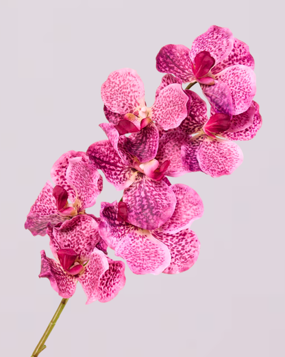 ABSOLUTE LUXURY REAL TOUCH ORCHIDS IN FUSCHIA