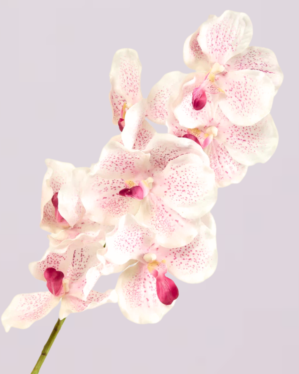 ABSOLUTE LUXURY REAL TOUCH ORCHIDS IN WHITE AND PINK