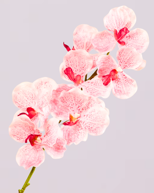 ABSOLUTE LUXURY REAL TOUCH ORCHIDS IN CANDY PINK