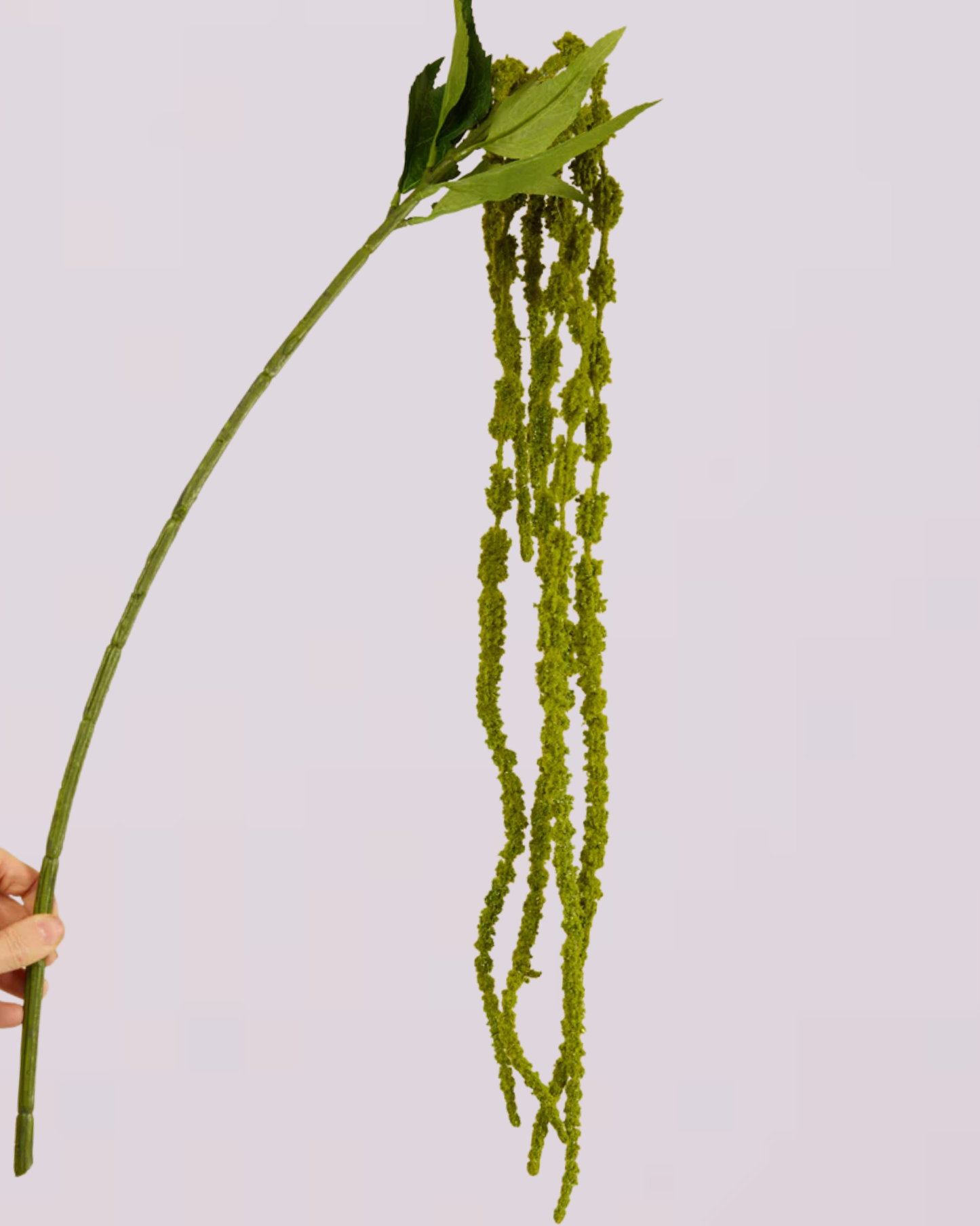 AMARANTHUS SOFT TOUCH GREEN