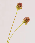 ALLIUM DUO IN PURPLE