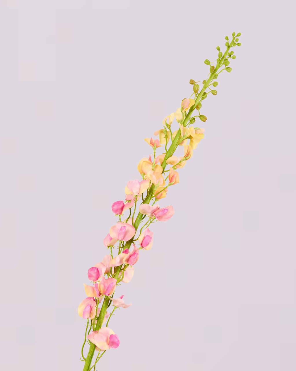 SILK-KA LATHYRUS IN PINK 135CM