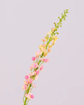 SILK-KA LATHYRUS IN PINK 135CM