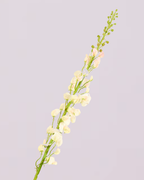 SILK-KA LATHYRUS IN SOFT PINK 135CM