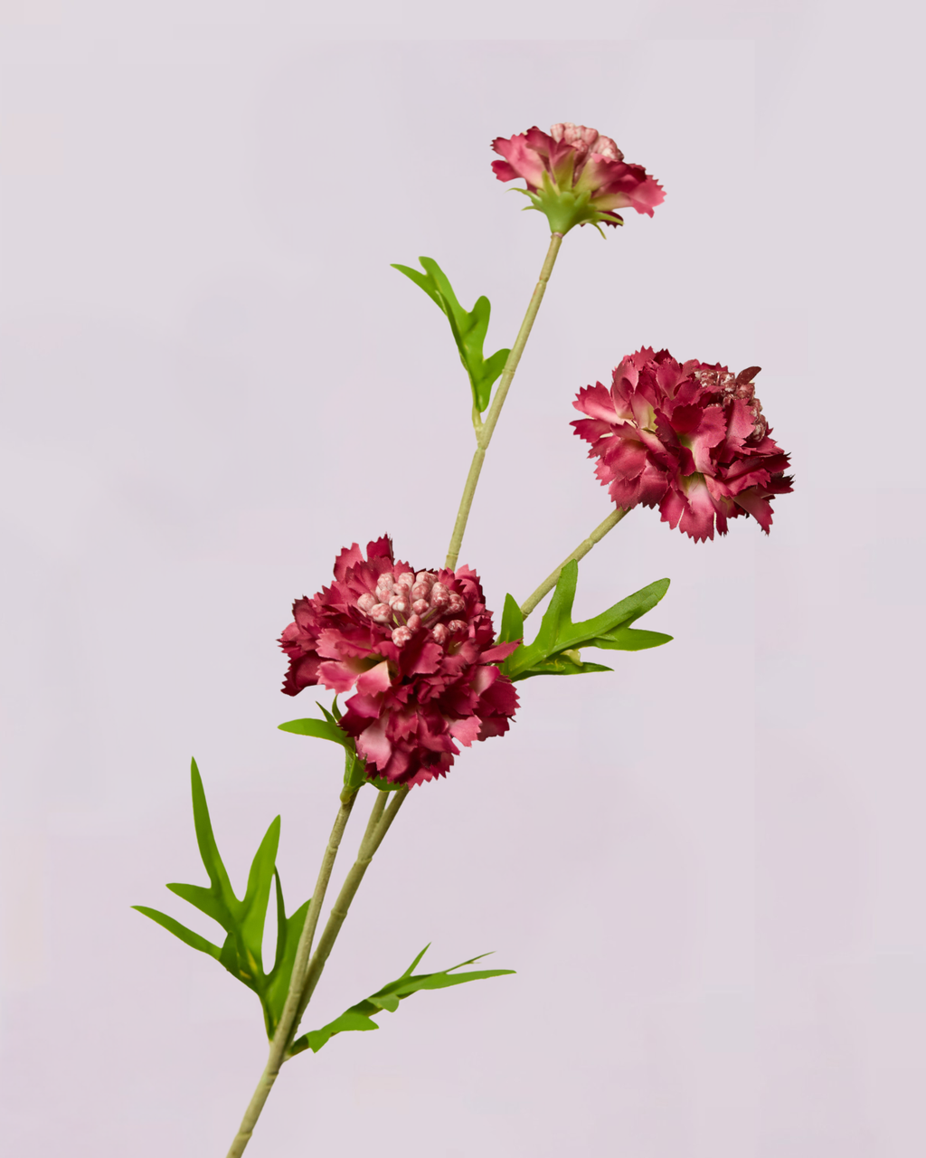 SCABIOSA IN BURGUNDY