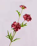 SCABIOSA IN BURGUNDY