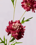 SCABIOSA IN BURGUNDY