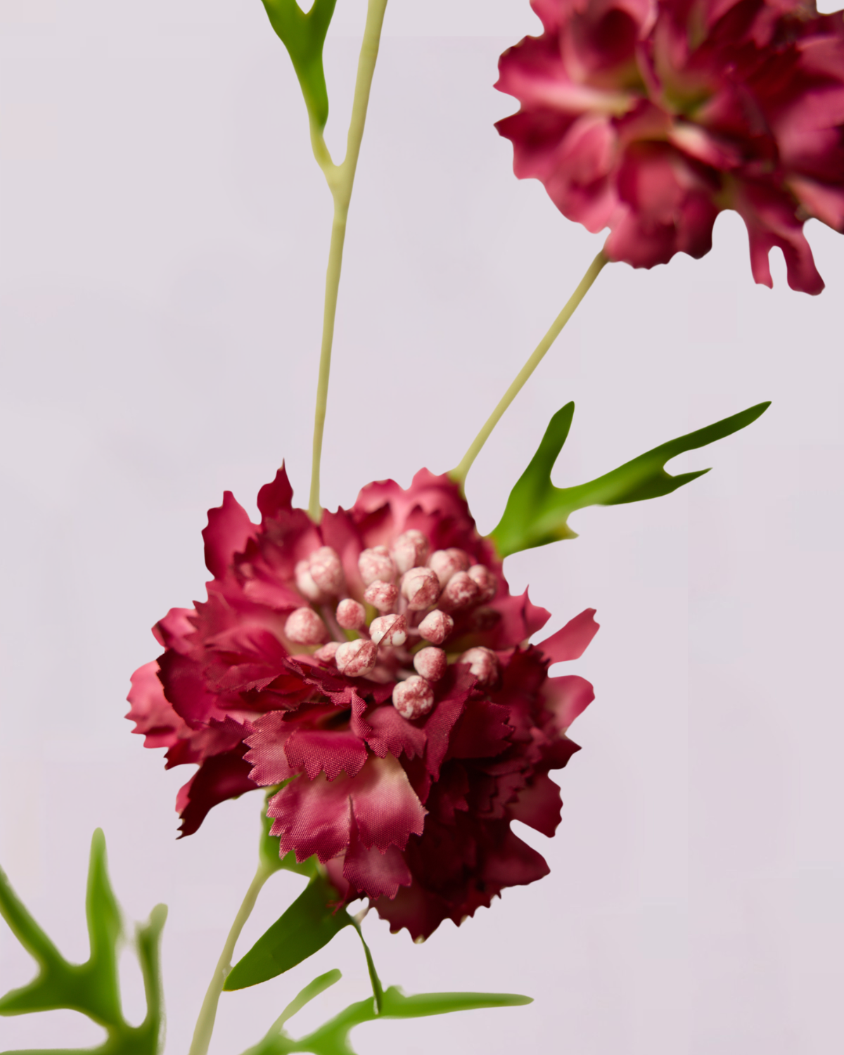 SCABIOSA IN BURGUNDY