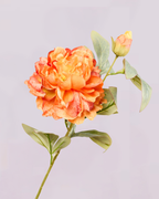 PEONY IN ORANGE