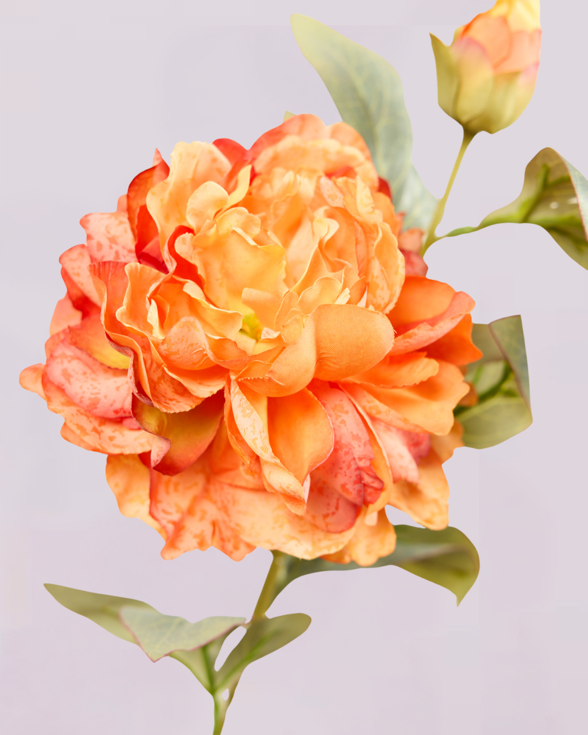 PEONY IN ORANGE