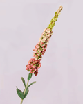 DELPHINIUM IN SUMMER PINK