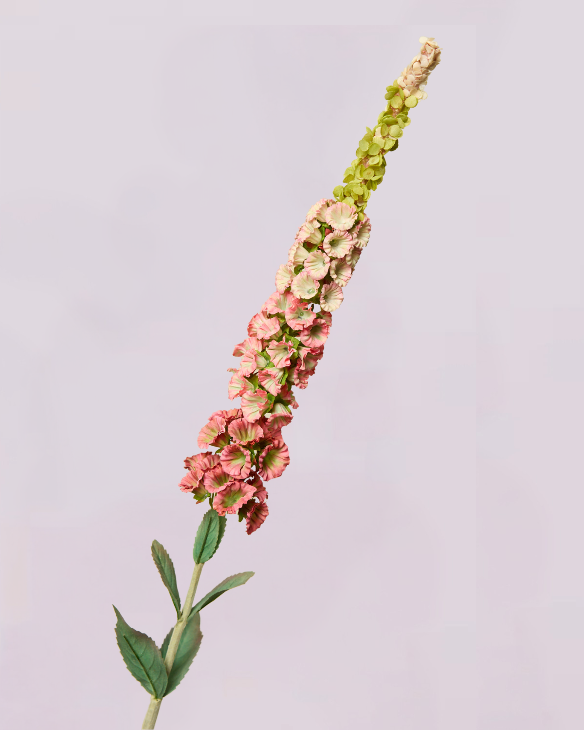 DELPHINIUM IN SUMMER PINK