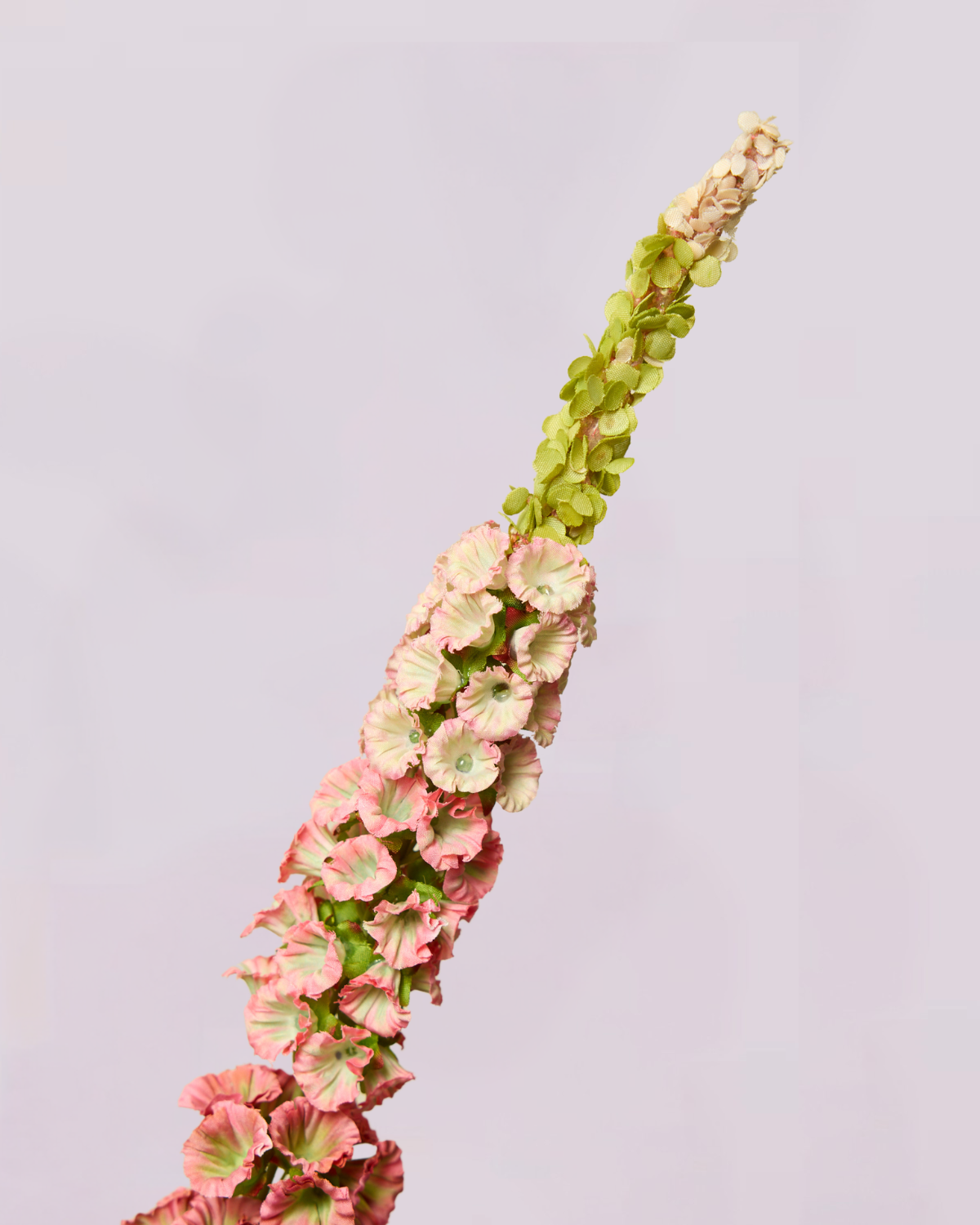 DELPHINIUM IN SUMMER PINK