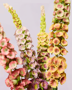 DELPHINIUM IN PEACH