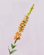DELPHINIUM IN PEACH