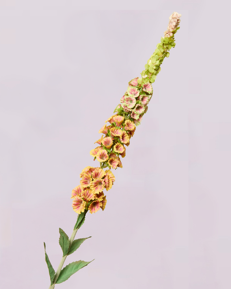 DELPHINIUM IN PEACH