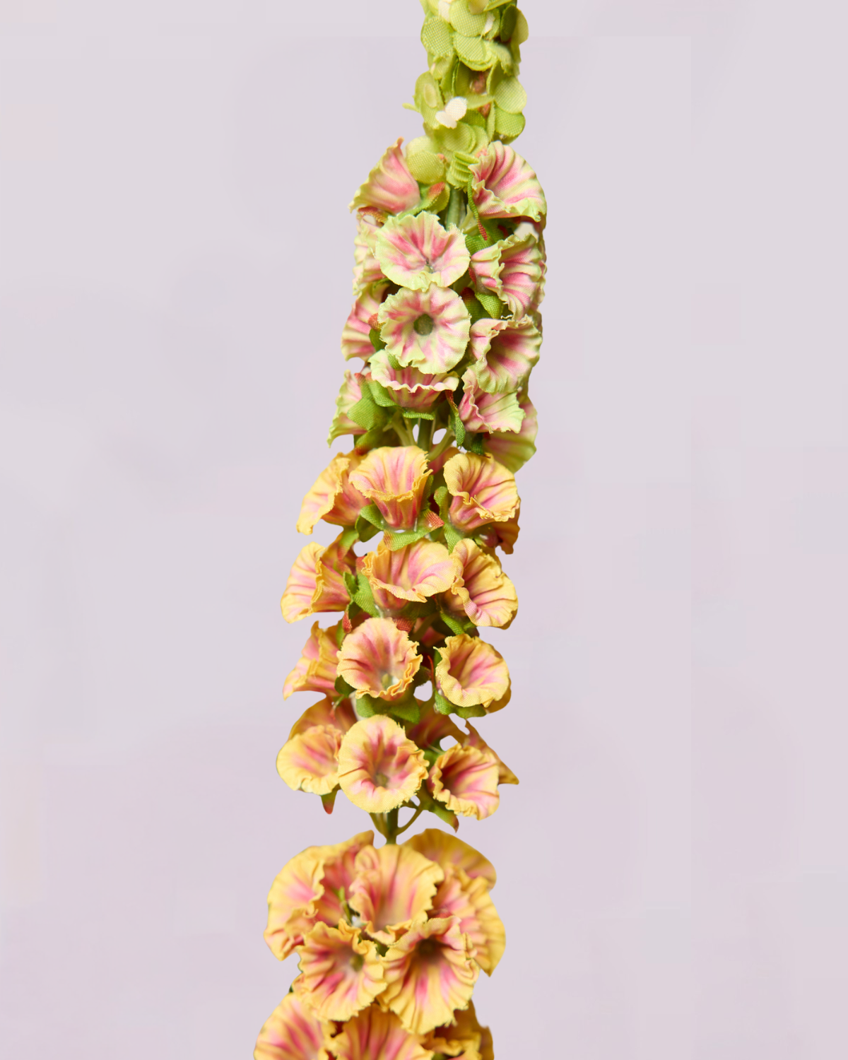 DELPHINIUM IN PEACH