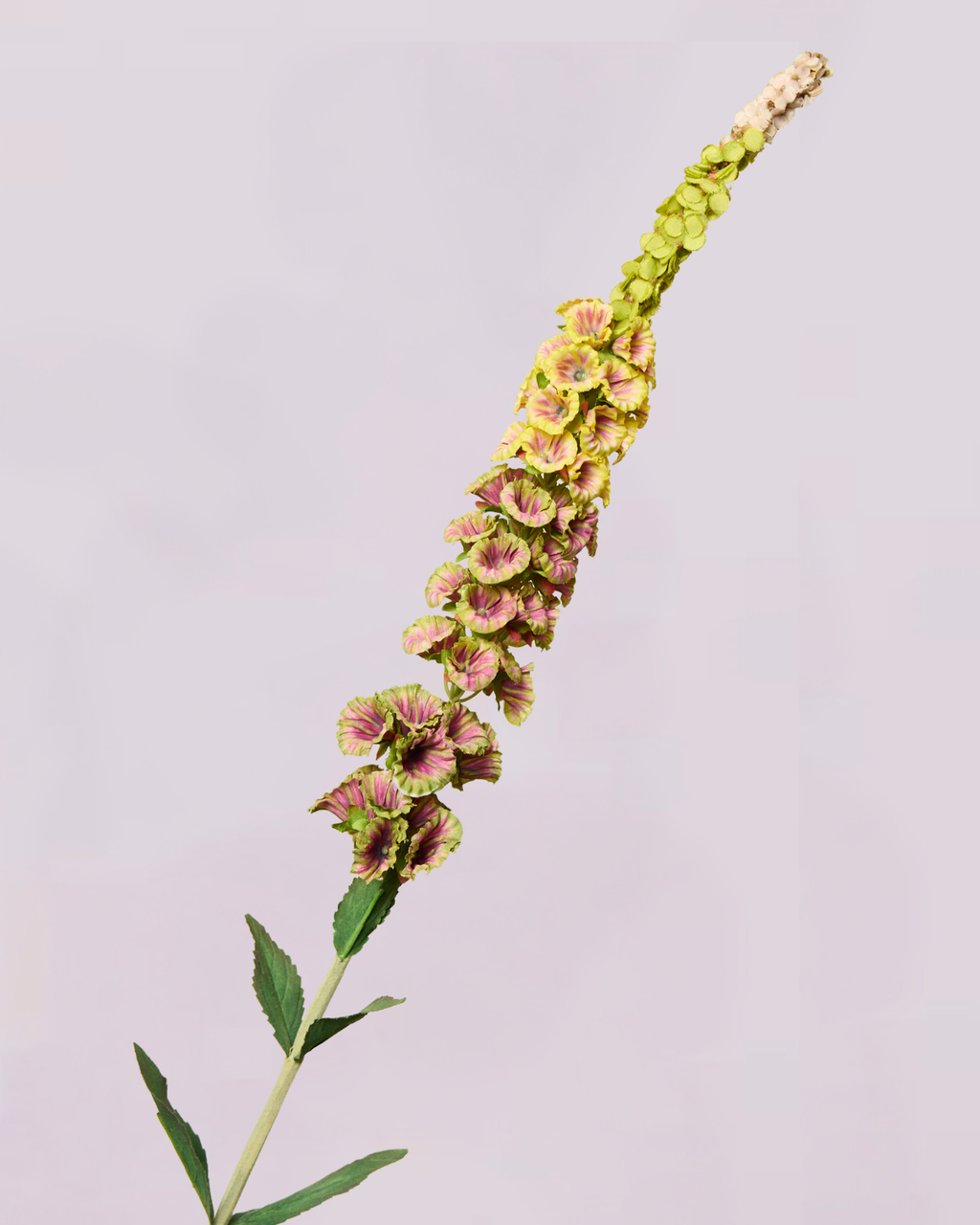 DELPHINIUM IN EARTHY GREEN