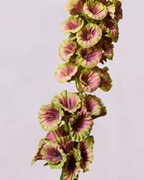 DELPHINIUM IN EARTHY GREEN