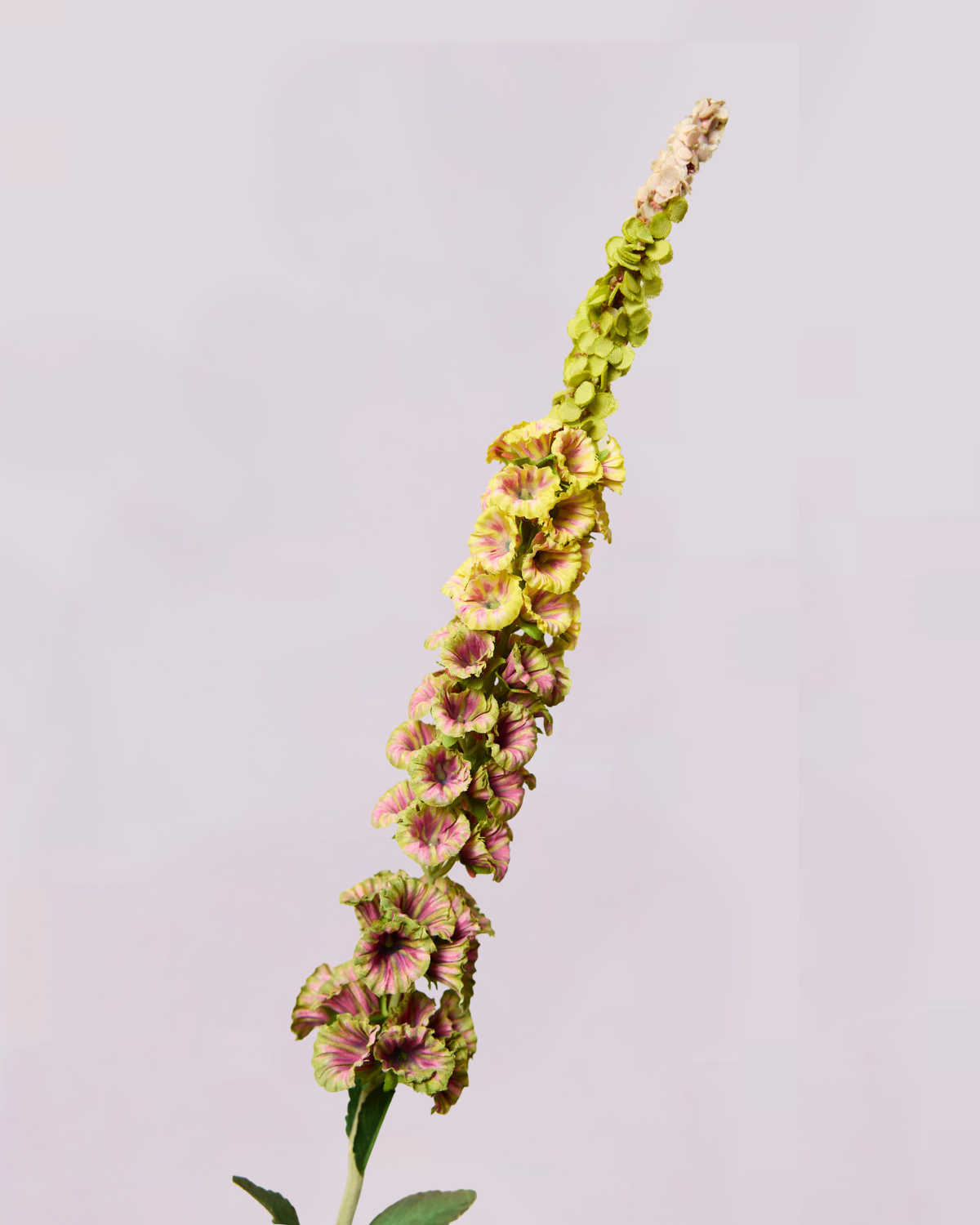 DELPHINIUM IN EARTHY GREEN