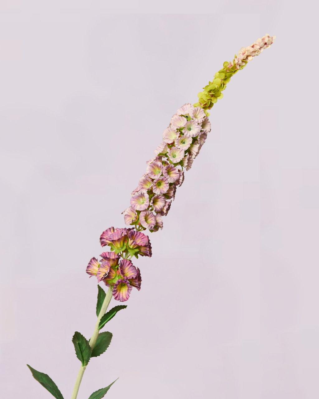 DELPHINIUM IN LAVENDER