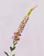 DELPHINIUM IN LAVENDER
