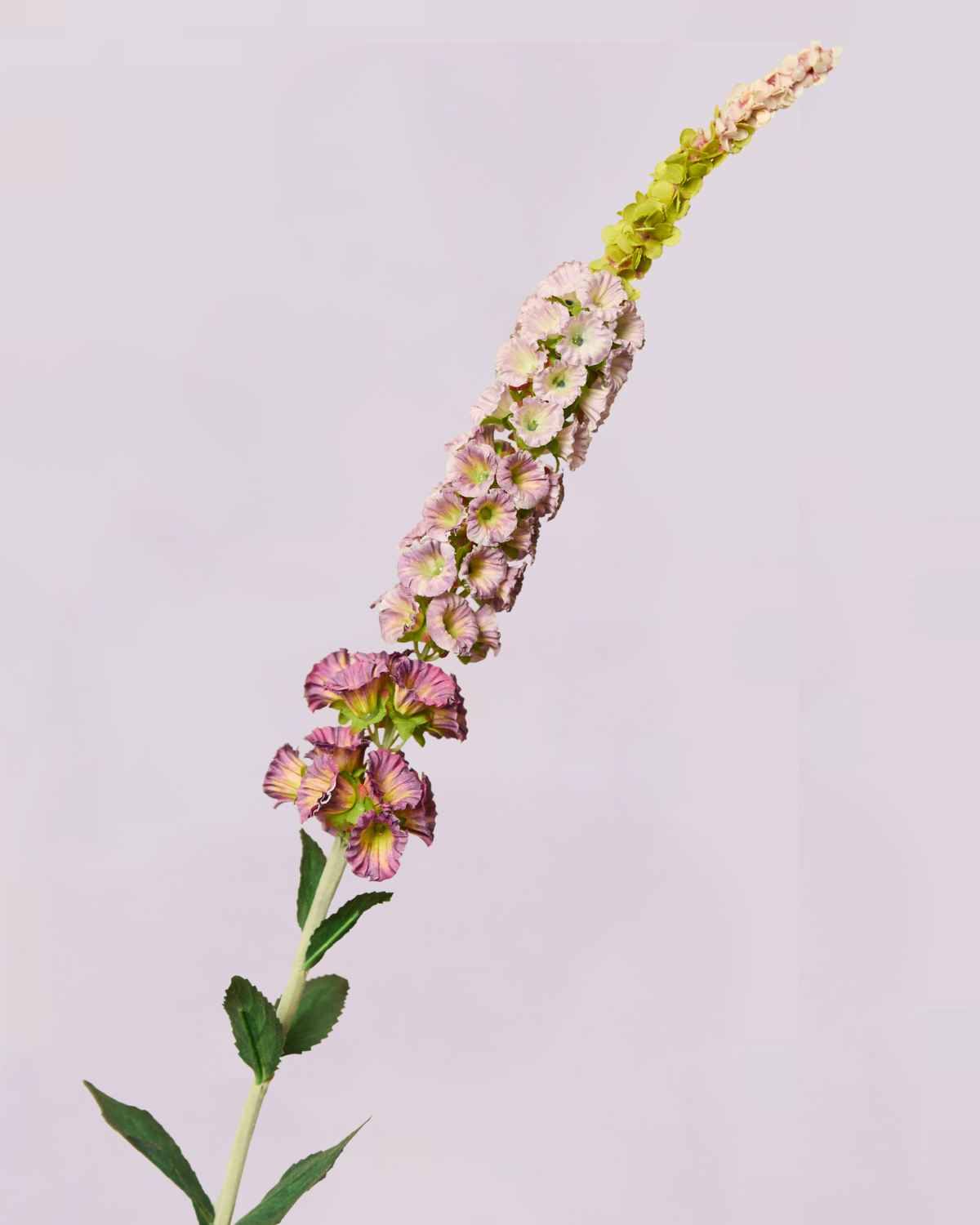DELPHINIUM IN LAVENDER
